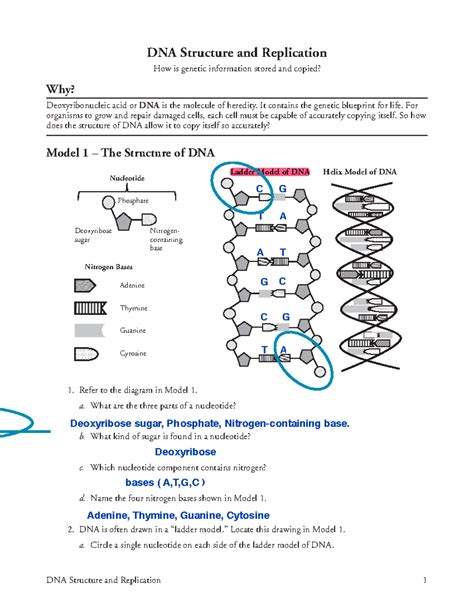 DNA structure and replication review (article) .